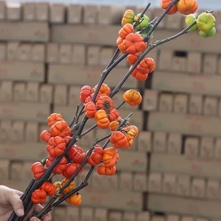 【云南小南瓜】鲜花干养花期长适合室内高端装饰观赏南瓜