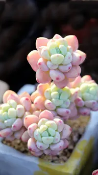 套餐链接  以直播间展示为准多肉植物 裸根发货