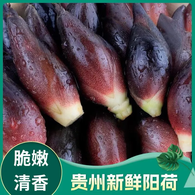 贵州新鲜阳荷姜洋河现摘现发露天种植脆嫩清香炒腊肉做泡菜