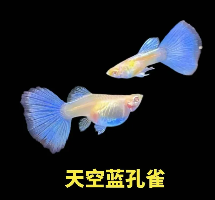 日系天空蓝精品孔雀鱼小型热带观赏鱼适合新手好养自家鱼场精品鱼