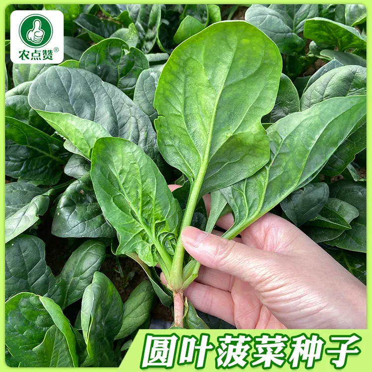 【圆叶菠菜种子】四季圆叶大叶菠菜种籽农家庭院阳台盆栽地栽蔬菜孑