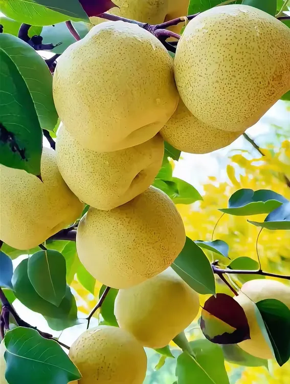 砀山酥梨果园场梨新鲜采摘现发砀山特产水果整箱装脆甜多汁梨子