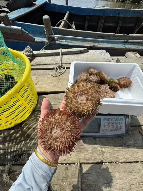 旅顺吊笼马粪胆一斤7-8只签收八小时内售后