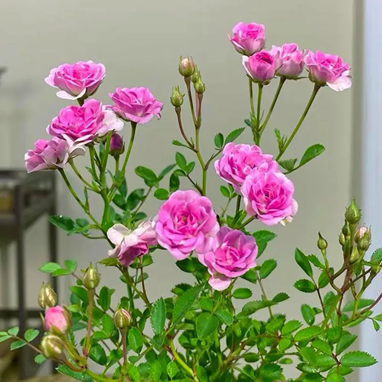 超微月季须惠姬月季 带花苞带盆 室内桌面盆栽四季开花卉绿植景观