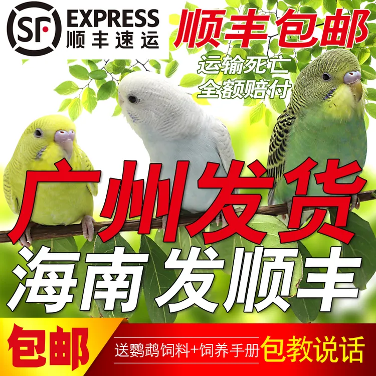 鹦鹉活鸟虎皮鹦鹉鸟类小鸟会学说话小鸟手养宠物亲人小鸟活鸟鹦鹉