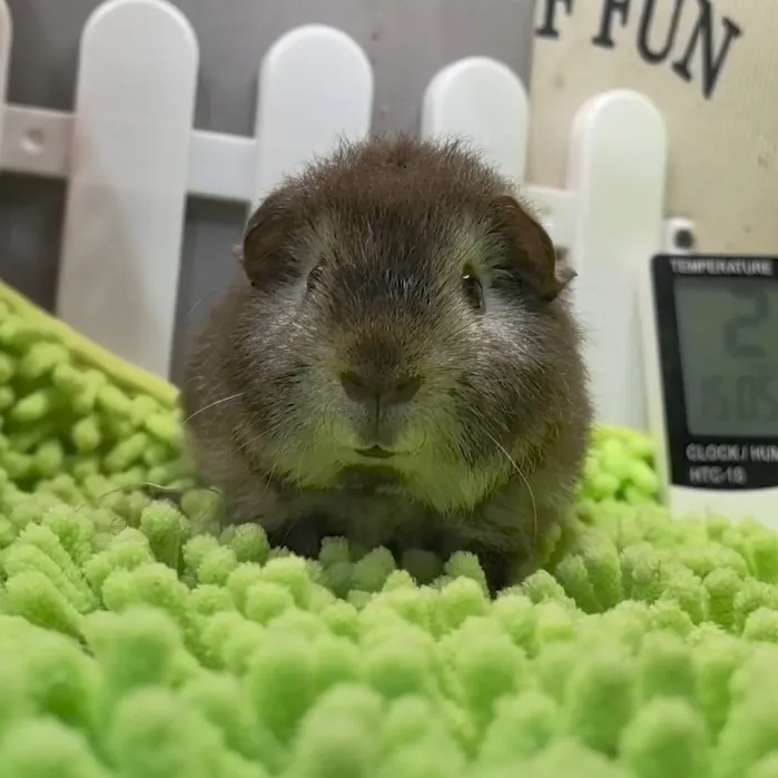 福克斯美泰荷兰猪弟弟全品无暇