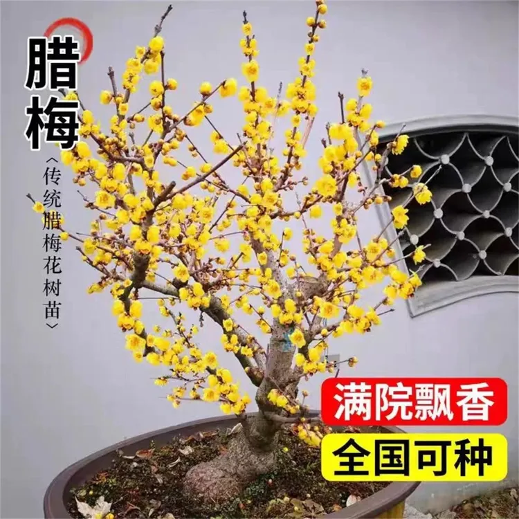 精品老桩浓香型重瓣素心腊梅花树苗腊梅花盆栽地栽庭院耐寒花卉
