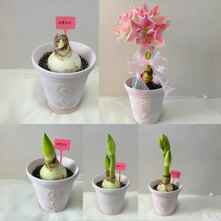 【甜蜜仙女】重瓣朱顶红种球浓香型盆栽花卉植物好养活进口客厅绿植