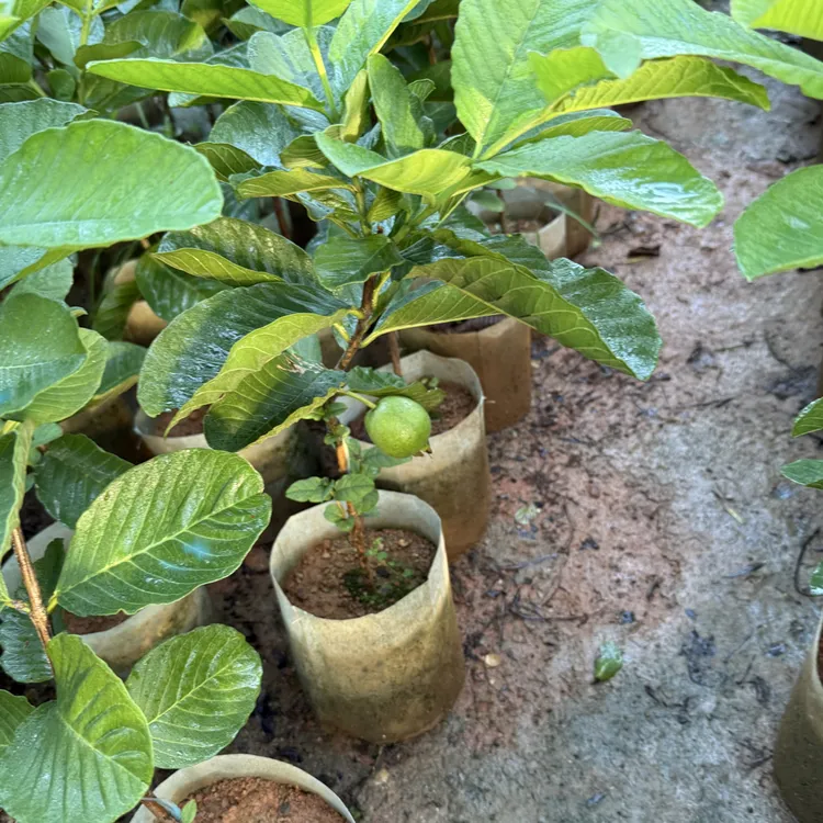 番石榴苗新品台湾红宝石芭乐嫁接苗四季结果南方阳台庭院盆栽树苗
