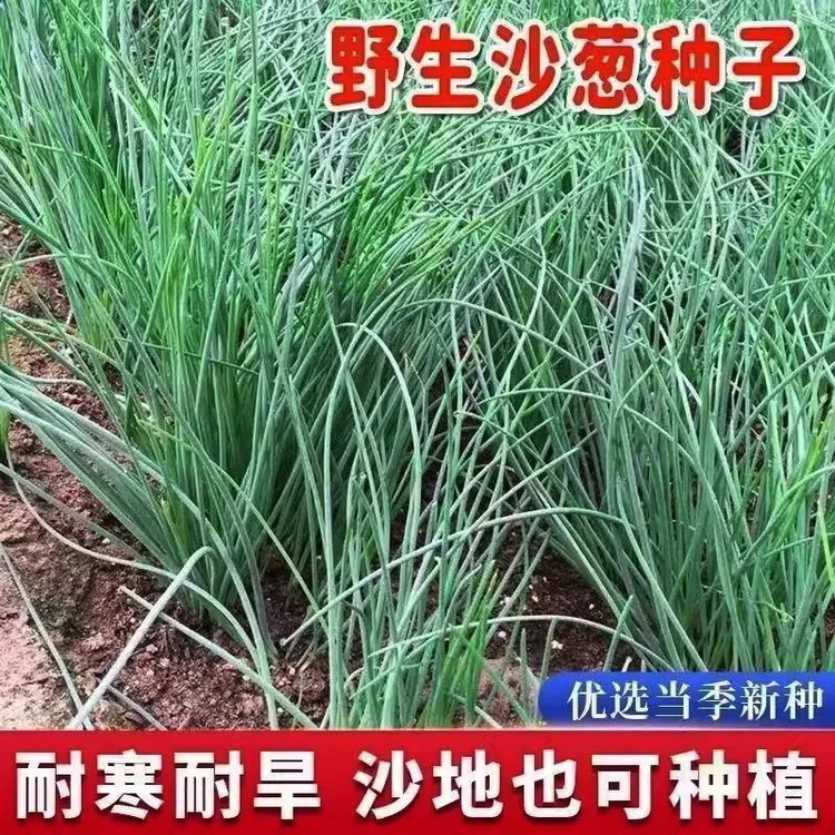 沙葱种子野生蒙古韭种籽多次收割多年生春秋农家菜园阳台盆栽蔬菜