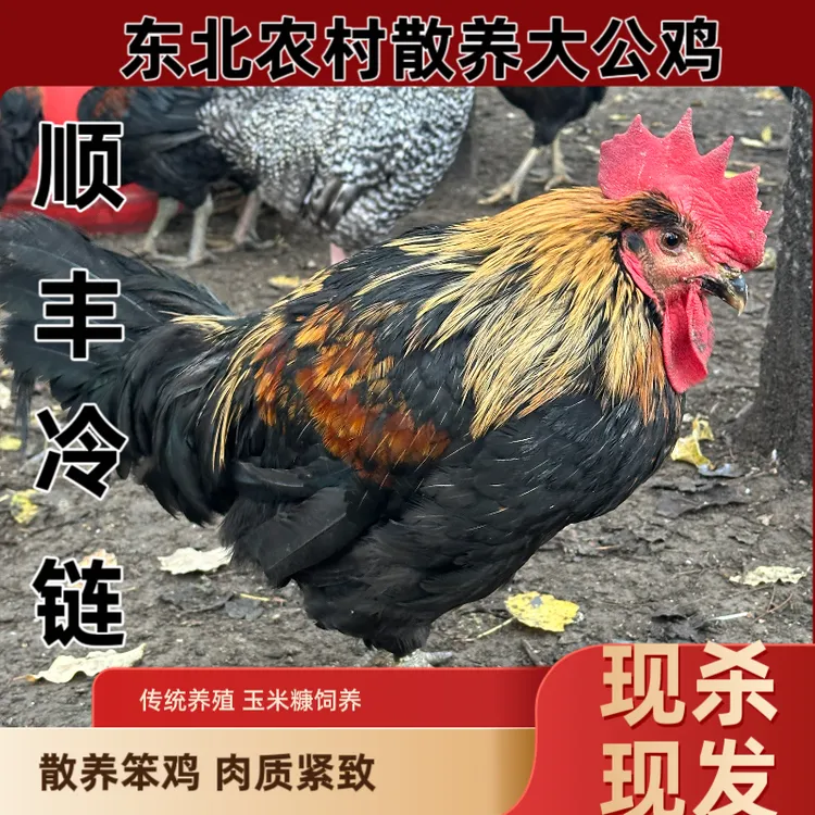 湘蓉姐哈尔滨林子散养大公鸡肉质紧致顺丰冷链发货