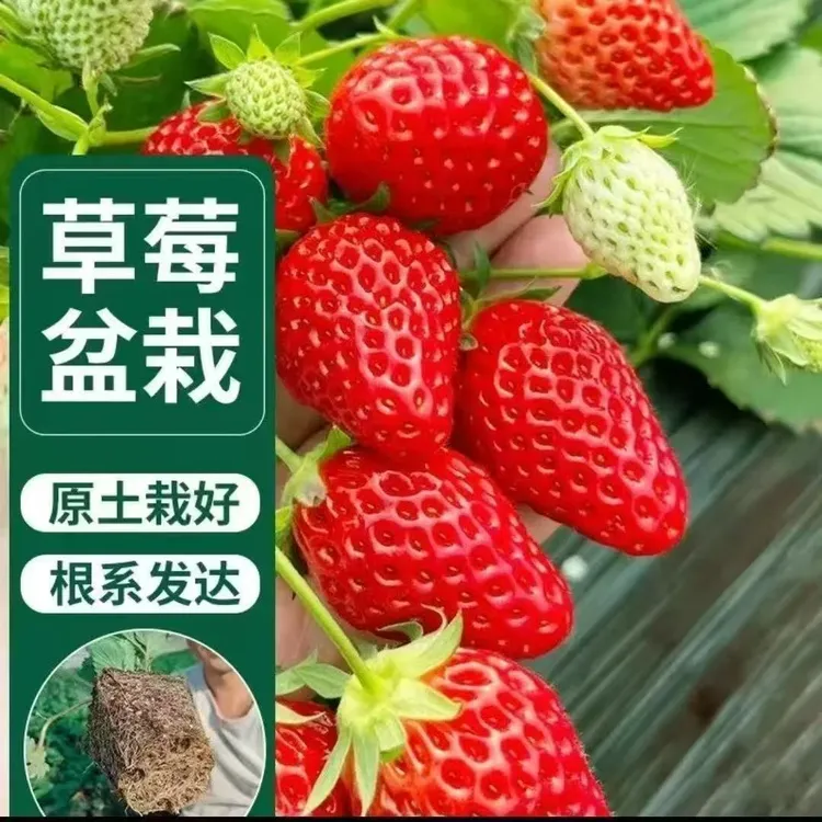 草莓苗四季种植盆栽地栽植物奶油红颜章姬种苗家庭阳台南北方种植
