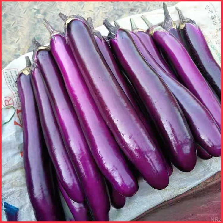 茄子农家农产品露天紫烧烤茄子茄子茄子紫皮牛角蔬菜新鲜种植包邮