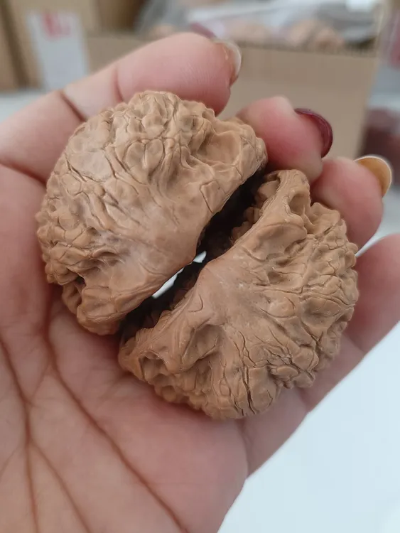 45尺麒麟纹核桃蛇头异形聚宝盆特级特大号女生小尺寸手盘物件文玩