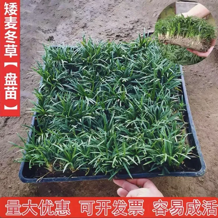 日本矮麦冬草方盘玉龙草耐寒别墅庭院园林绿化草坪植物四季常绿