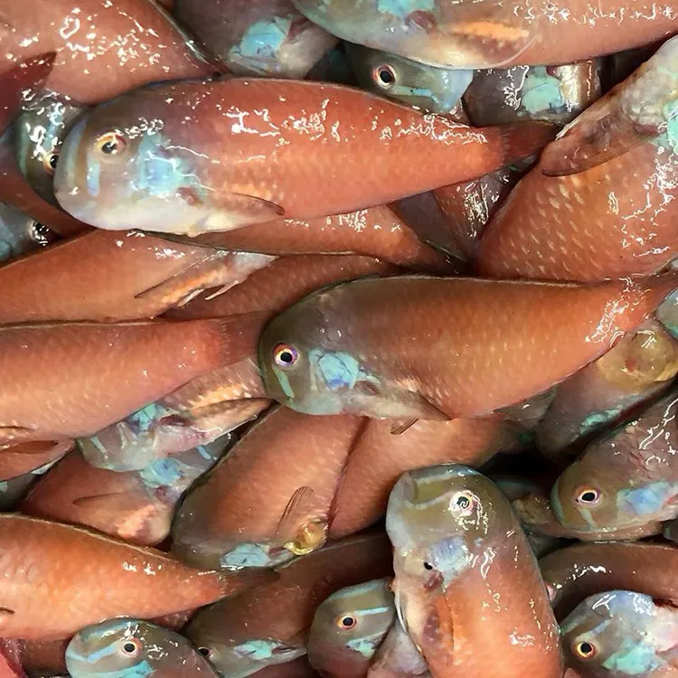 惠来神泉本港红心仔鱼5斤广东包邮