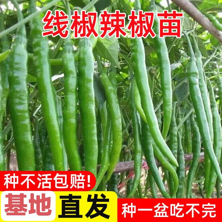 高产线椒苗秧苗批发长线辣椒苗子香辣二荆条四季阳台盆栽蔬菜种籽