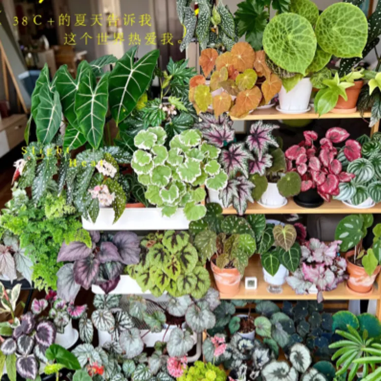 一号链接秋海棠 轻微叶损无售后 介意慎拍