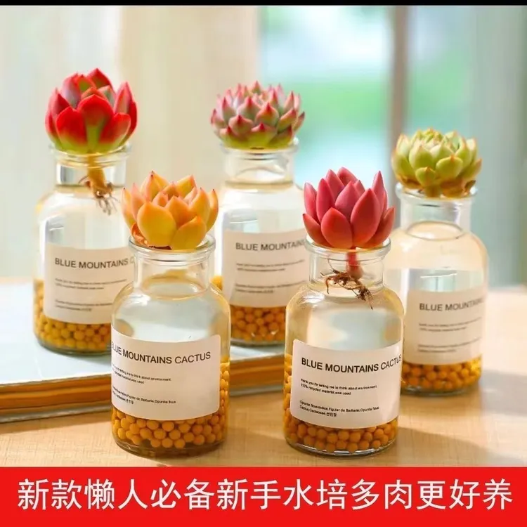 懒人水培多肉绿植玻璃花瓶迷你小瓶子ins风透明水培容器桌面摆件