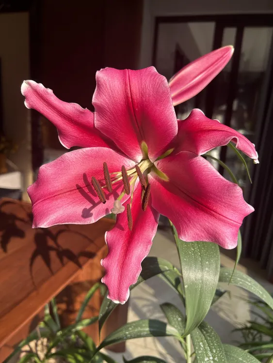 秋百合【帕拉佐】24/26单瓣香水百合 拍五送一包肥料 拍十送三