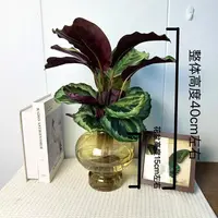 彩虹竹芋盆栽室内好养耐阴绿植净化空气四季常青观叶植物