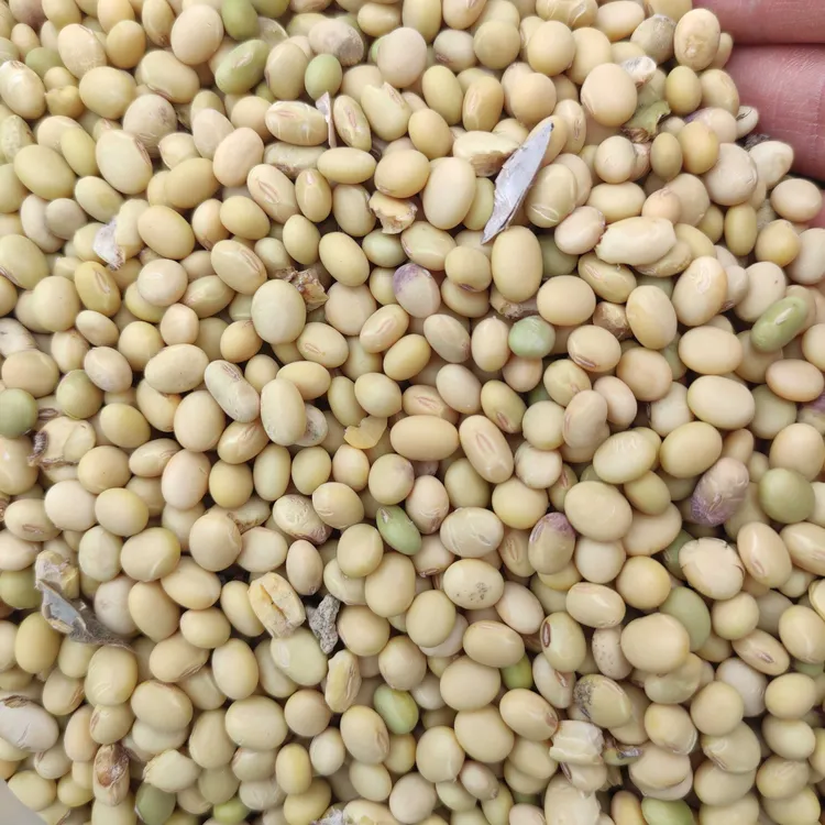 贵州遵义农家自种小黄豆小颗粒土黄豆非转基因非大豆打豆浆老品种
