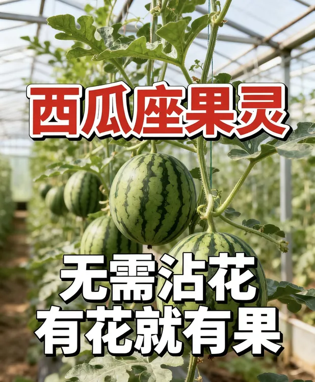 西瓜座果灵座果王无需沾花西瓜授粉专用阴天不影响座果