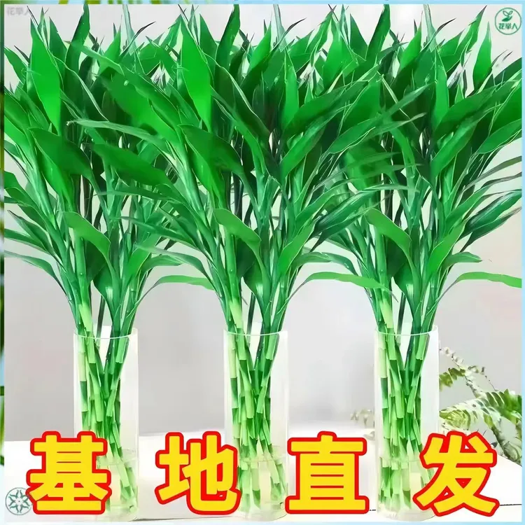 富贵竹水培植物室内水培植物家里客厅净化养活绿植盆栽茶室盆景