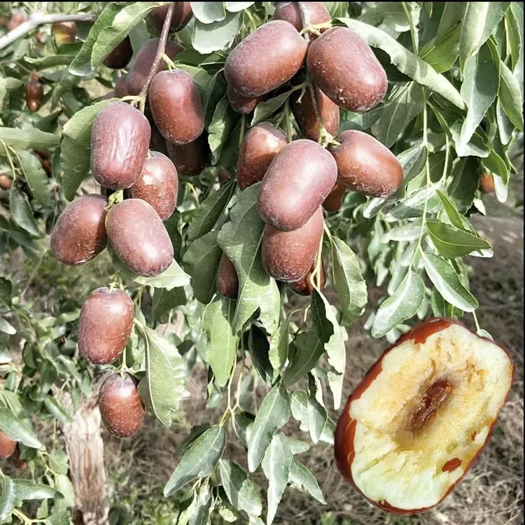 【顺丰包邮】新疆红枣之乡打软糖心灰枣核小肉厚(蒸着吃)