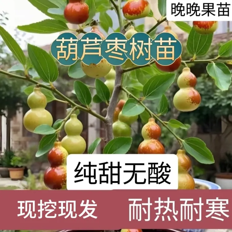 葫芦枣树裸根发货南北方矮化盆栽庭院地栽耐寒果树