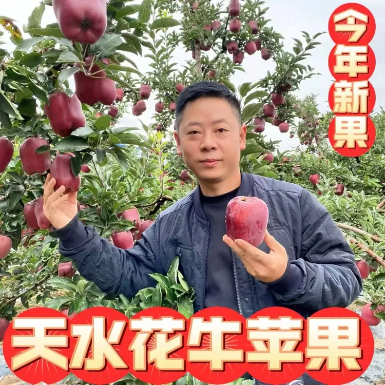【叉子专属】甘肃高山花牛苹果香甜多汁脆粉两吃当季新鲜水果包邮