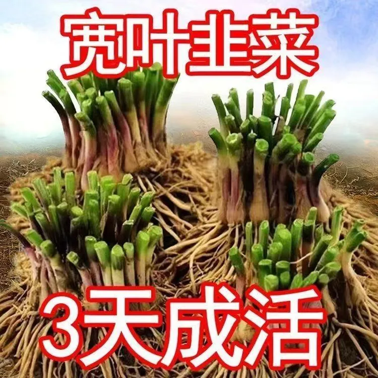 【热销】韭菜根苗正宗现挖新鲜宽叶四季韭菜阳台种植批发正宗韭菜根