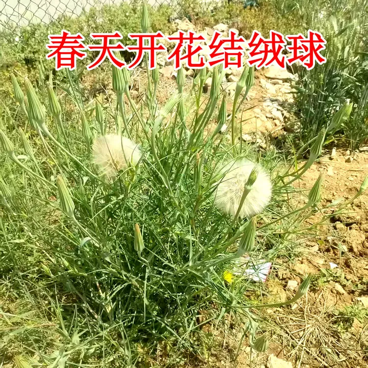 婆罗门参巨型蒲公英根苗观赏可食用耐寒耐旱易种植易繁殖趣味盆栽
