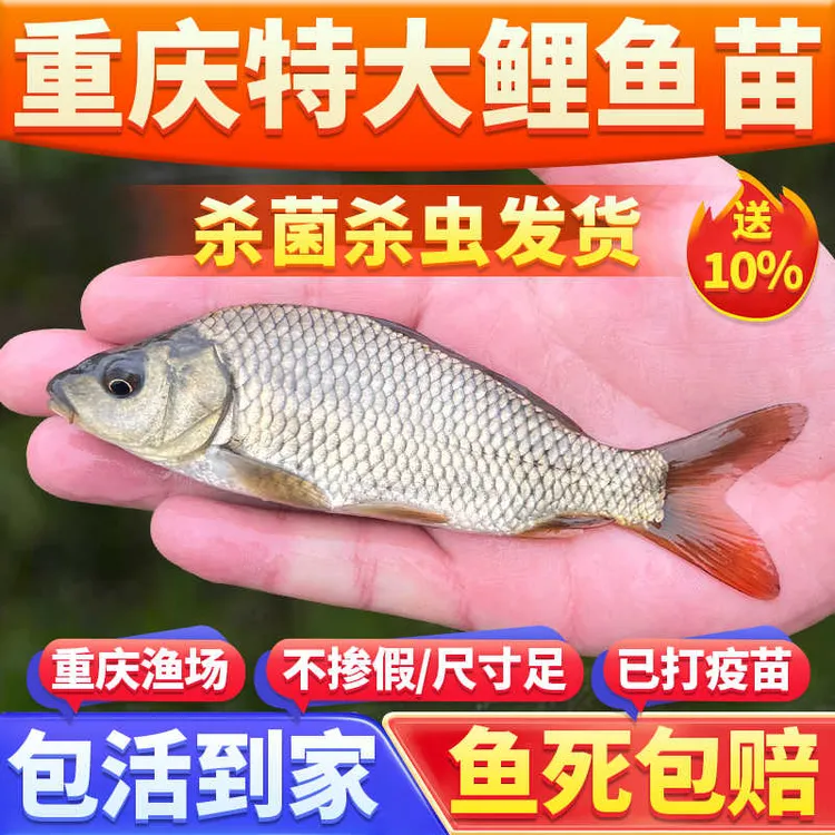 观赏鲤鱼红尾鲤鱼建鲤淡水鱼塘养殖特大稻花鱼稻田鲤鱼重庆本地鱼