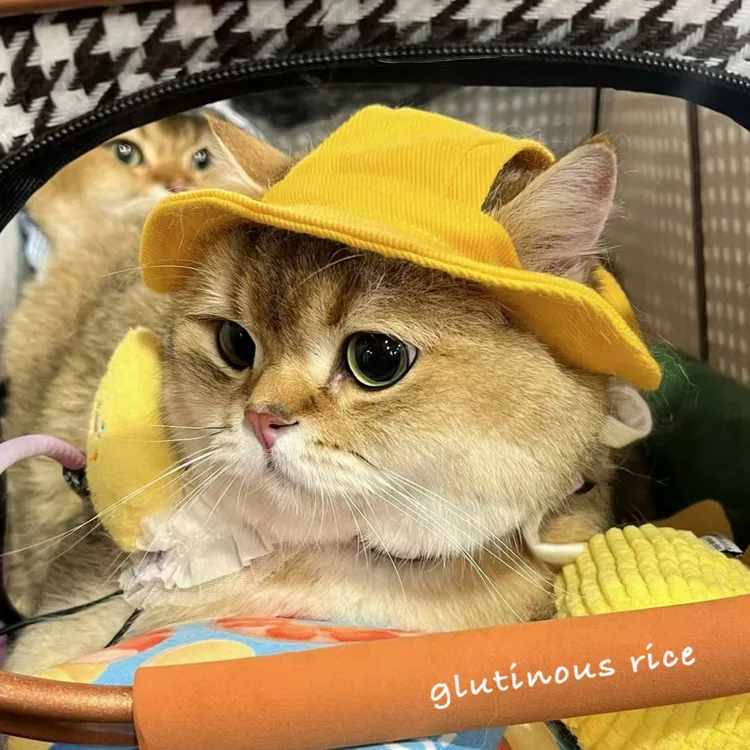 猫咪夏天防晒帽德文牛仔奶牛漏耳朵遮阳帽宠物渔夫帽子小狗狗头套
