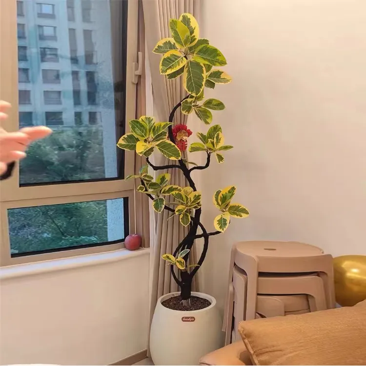 黄金榕客厅绿植室内大型植物富贵榕大盆栽落地大号好养禄植