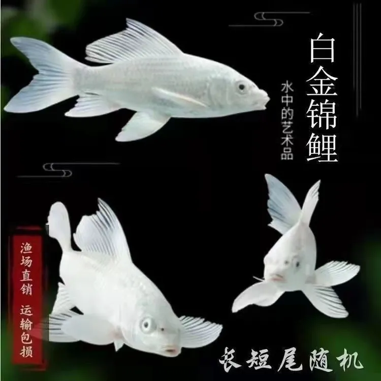 纯种白金锦鲤鱼食冷水观赏鱼好养耐活新手练手鱼批量