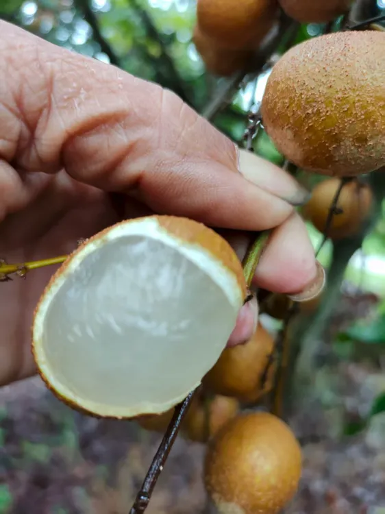 广东储良龙眼，新鲜水果当季桂圆，现摘现发，顺丰包邮，偏远地区除外