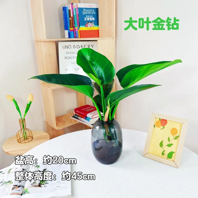 大叶金钻招财水培适合绿植室内桌面净化空气美观好养盆栽花卉江南