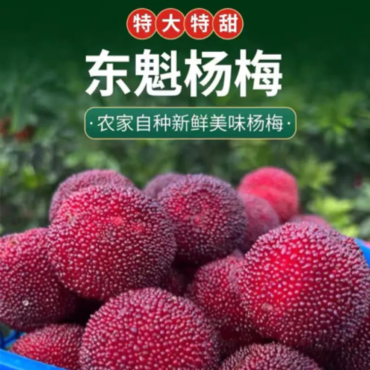 永嘉茗岙高山东魁杨梅新鲜当季现摘水果顺丰冷链礼盒装颗粒装