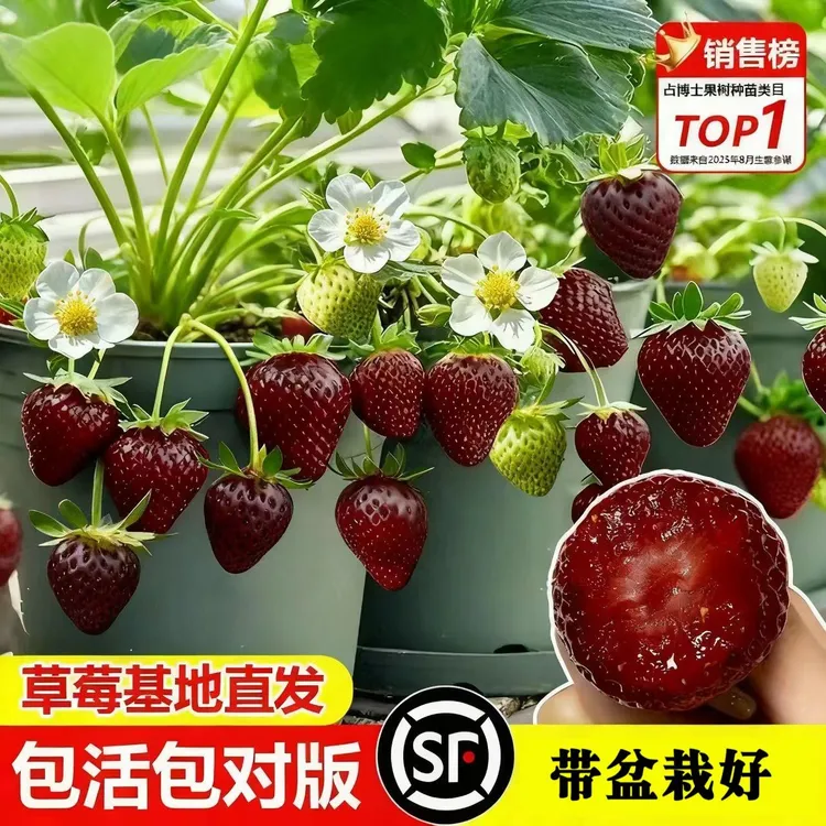 草莓苗盆栽黑珍珠原盆原土苗