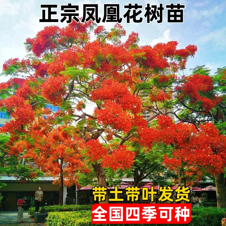 红花楹凤凰花树苗大树名贵花树苗庭院绿化常绿大门口木苗网红植物