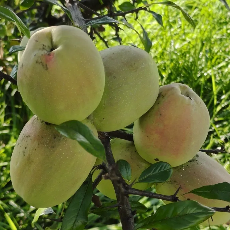 云南新鲜酸木瓜可生吃凉拌还能炖鸡煮鱼泡酒的特色水果特大果