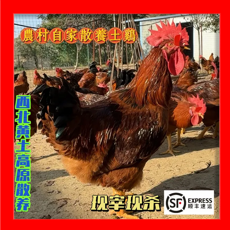 西北林间散养大红公鸡生谷物饲养农家肉质鲜香不柴 包冰率不含冰