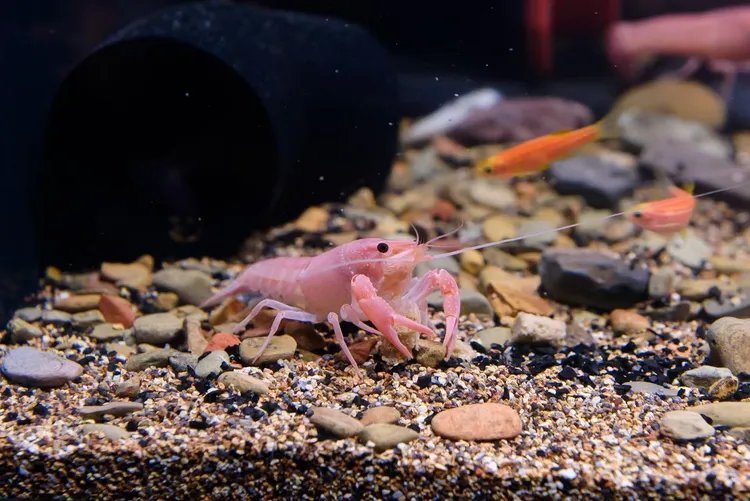 粉鳌虾 粉幽灵鳌虾 樱花粉鳌虾