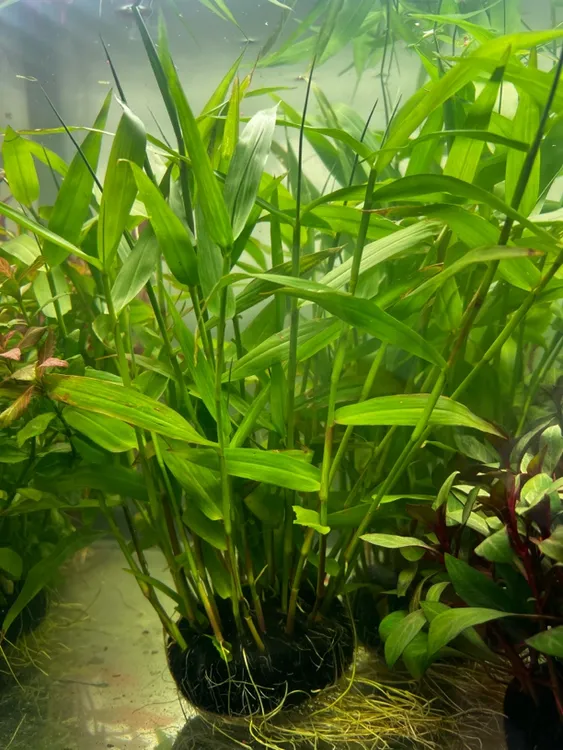 南美青竹阴性水草活物无需底沙可净水增氧用于鱼缸造景