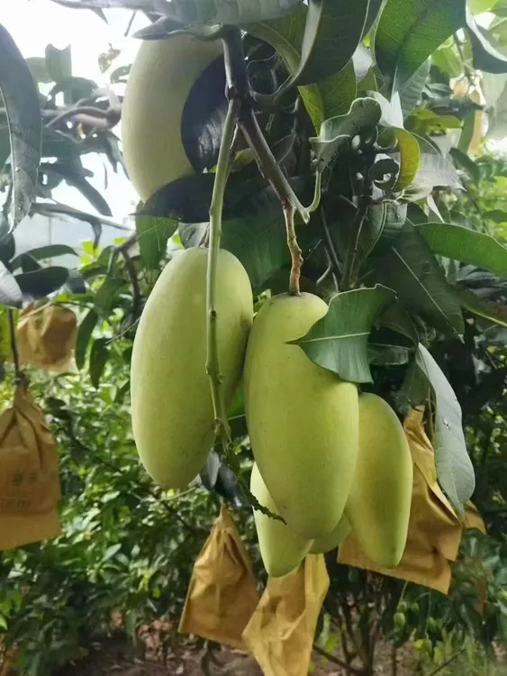 广东新鲜金黄芒现摘现发酸甜多汁生熟两吃应季水果