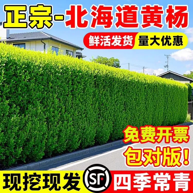 正宗北海道黄杨绿篱篱笆墙四季常青耐寒耐热四季可种顺丰送货上门