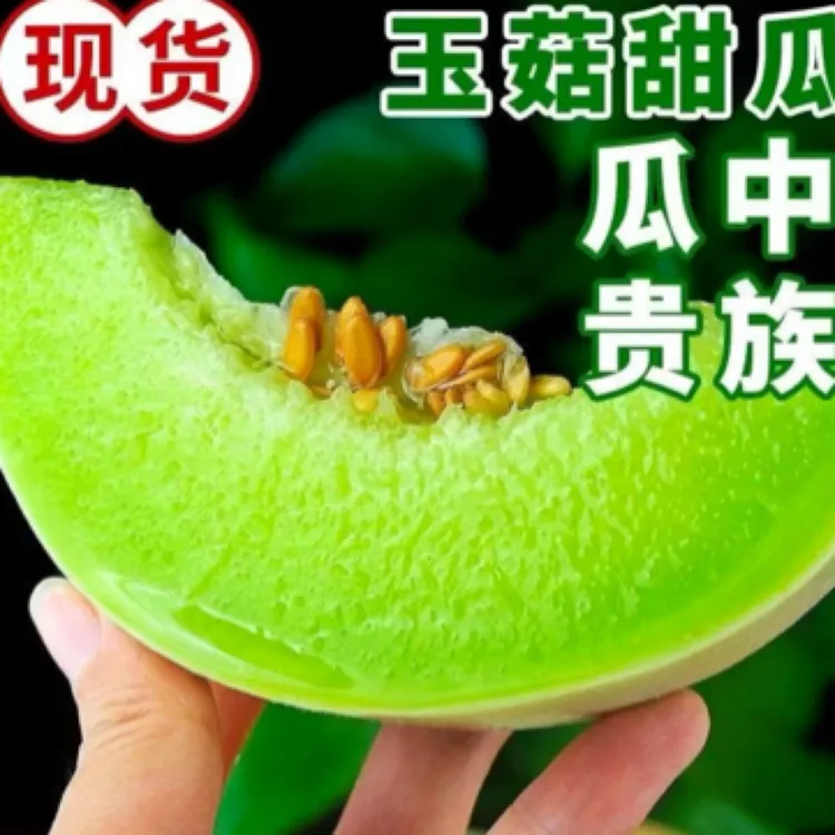 山东新鲜当季冰淇淋玉菇甜瓜香甜软糯现摘现发