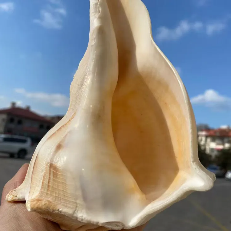 超大尺寸左旋螺号角 切口后18-20厘米 供奉法器 天然大海螺号角